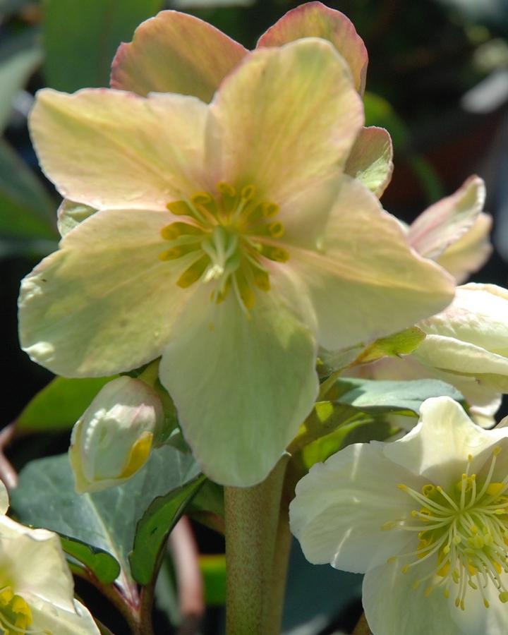 Helleborus x ericsmithii 'HGC® Joker' - Photo Courtesy of Heuger