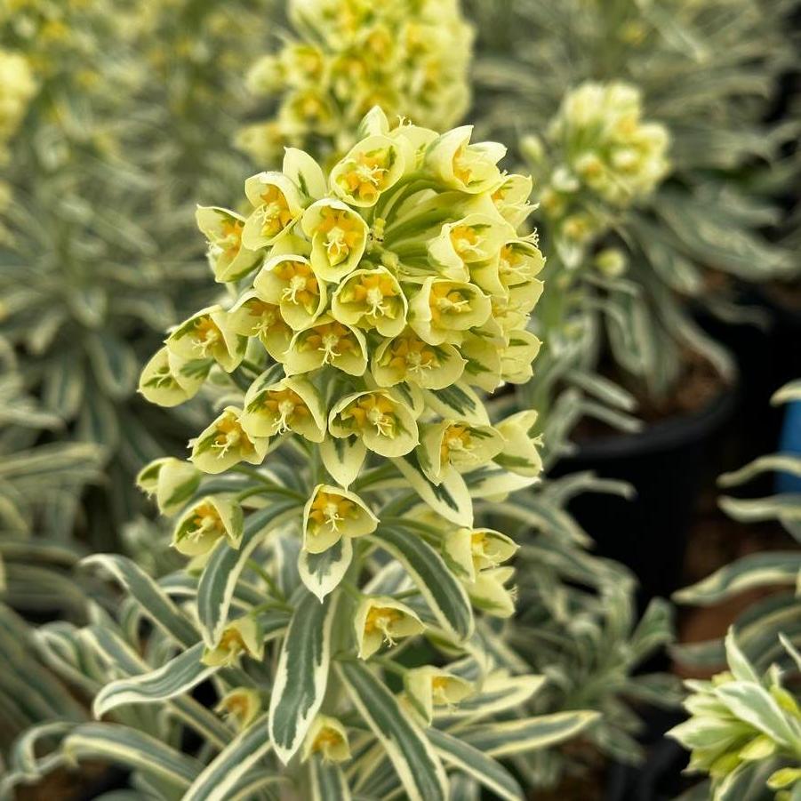 Euphorbia characias ssp. wulfenii SAHARA™ Tasmanian Tiger