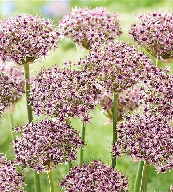 Allium cepa 'Starlight' - Photo Courtesy of DeVroomen 
