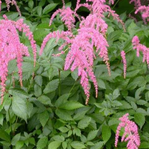 Astilbe x thunbergii 'Straussenfeder' - Japanese Astilbe 