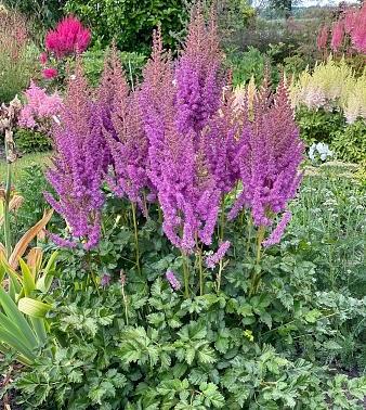 Astilbe chinensis 'Black Pearls' - Photo Credit: DeVroomen