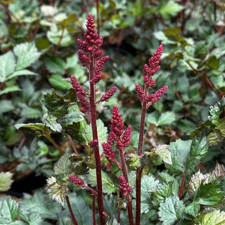 Astilbe chinensis Visions Vulcano
