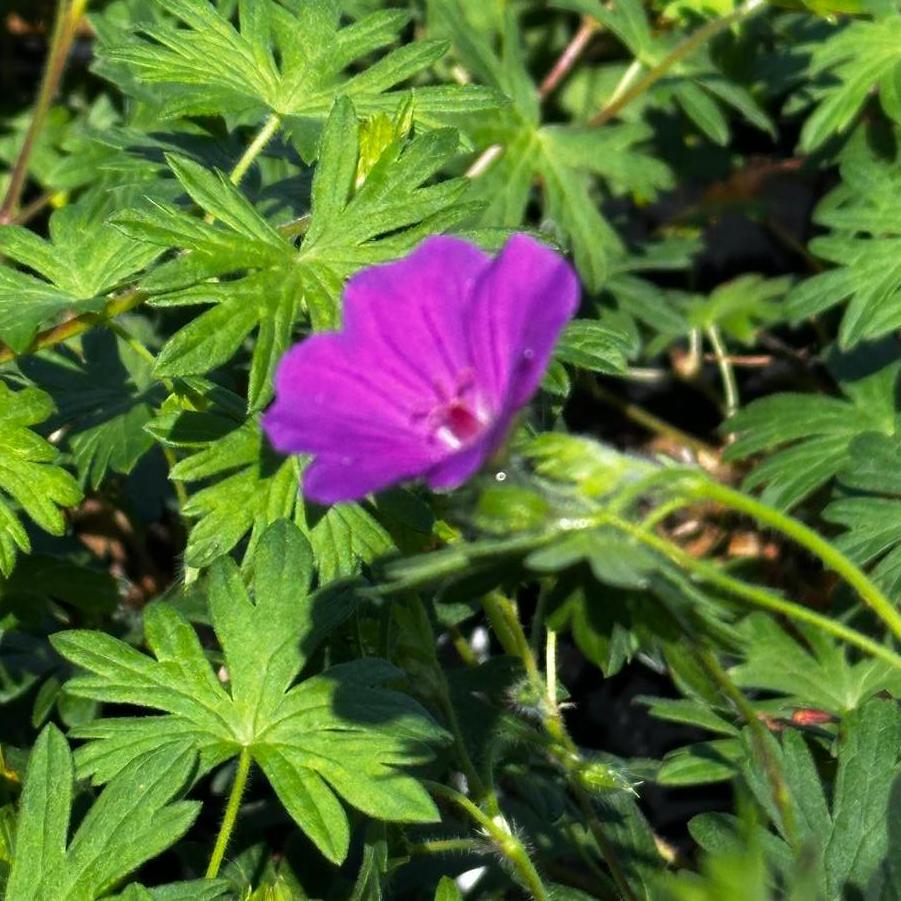 Geranium x Tiny Monster