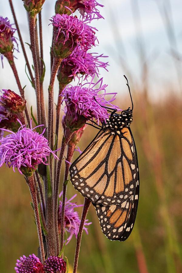 Liatris ligulistylis - Blazing Star 
