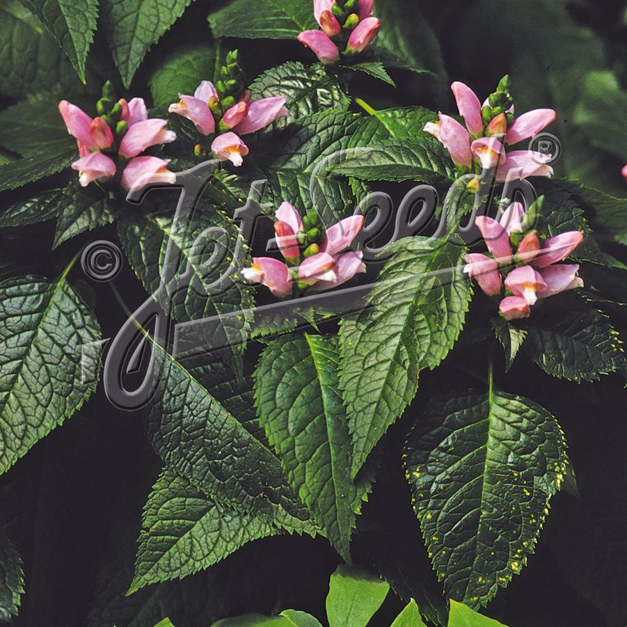 Chelone lyonii 'Pink Temptation' - Turtlehead from Jelitto Seed