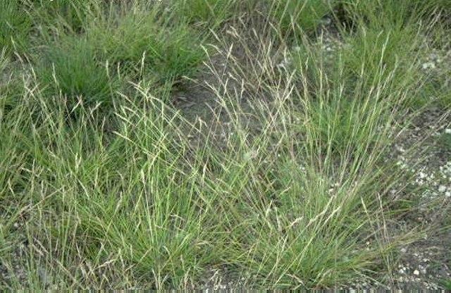 Danthonia spicata - Poverty Oat Grass 