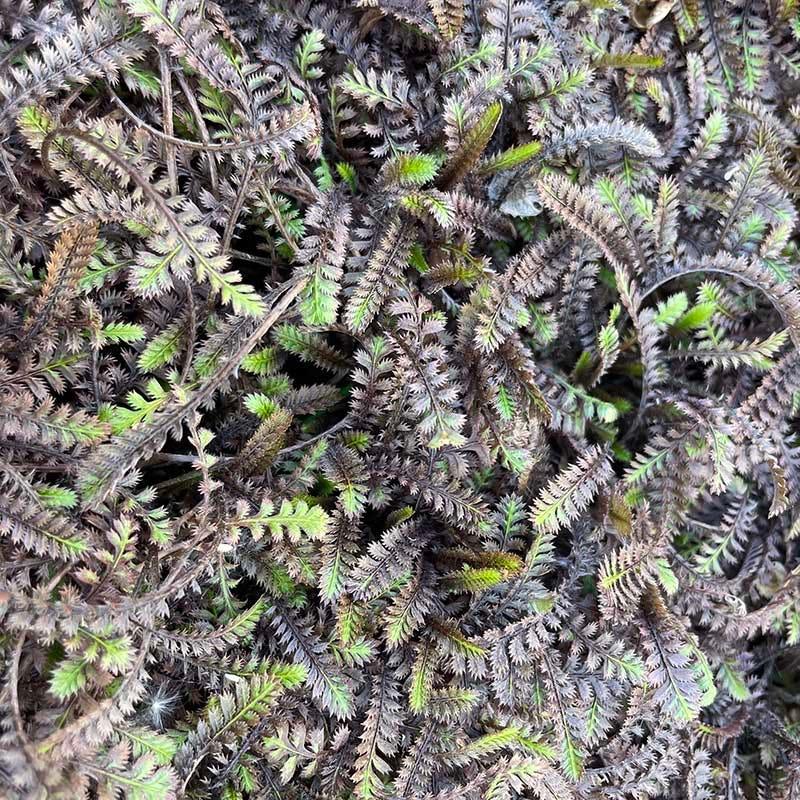 Leptinella squalida 'Platt's Black' - New Zealand Brass Buttons 