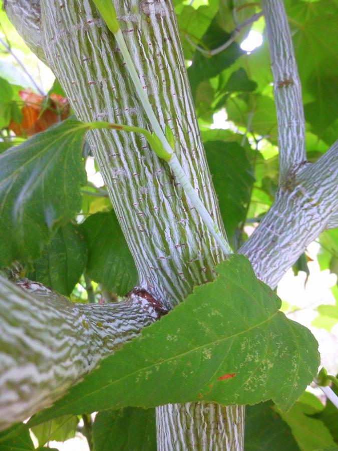 Acer tegmentosum 'Joe Witt' - Manchu Striped Maple 