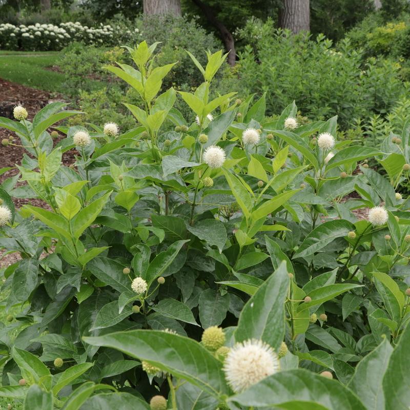 Cephalanthus occidentalis 'Sugar Shack® 2.0' - Photo courtesy of Proven Winners