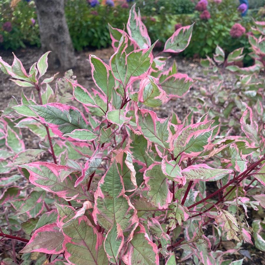 Cornus alba 'Sgt. Pepper®' - Photo courtesy of Proven Winners