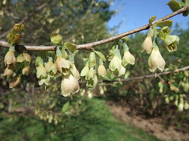 Halesia tetraptera - Mountain Silverbell from Pleasant Run Nursery