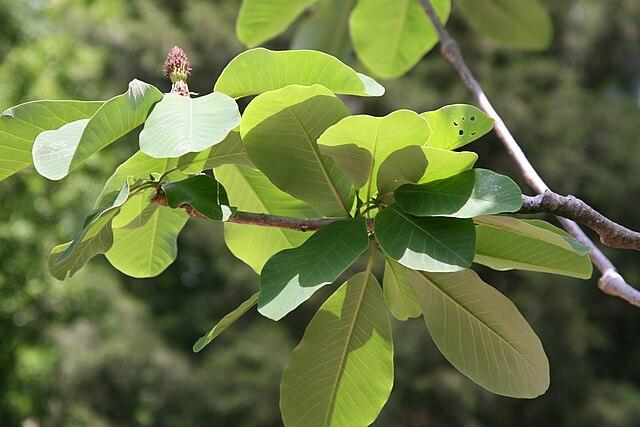 Magnolia officinalis var. biloba - Houpu Magnolia 