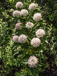 Physocarpus opulifolius - Common Ninebark 