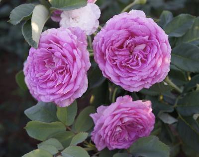 Rosa 'Lavender Crush' 