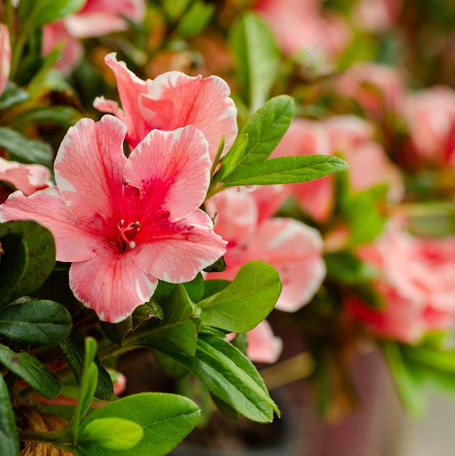 Rhododendron 'Encore Autumn Sunburst' - EncoreAzalea.com