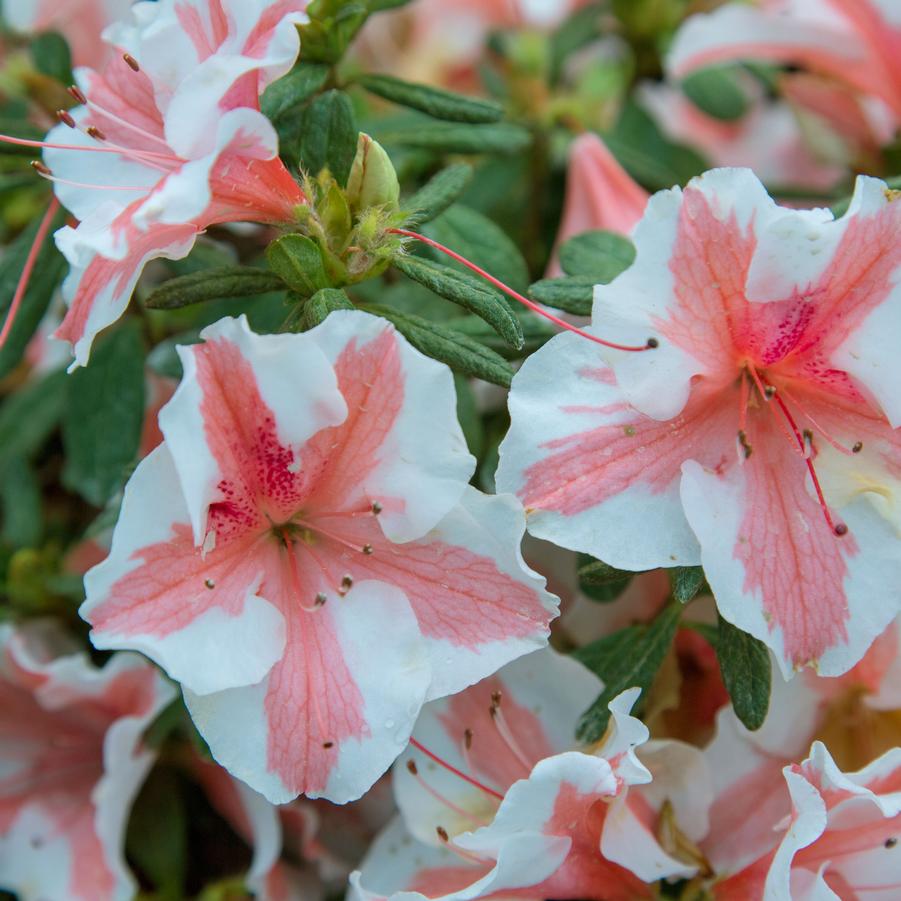 Rhododendron 'Encore Autumn Starburst' - EncoreAzalea.com