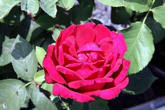 Rosa 'Chrysler Imperial' 