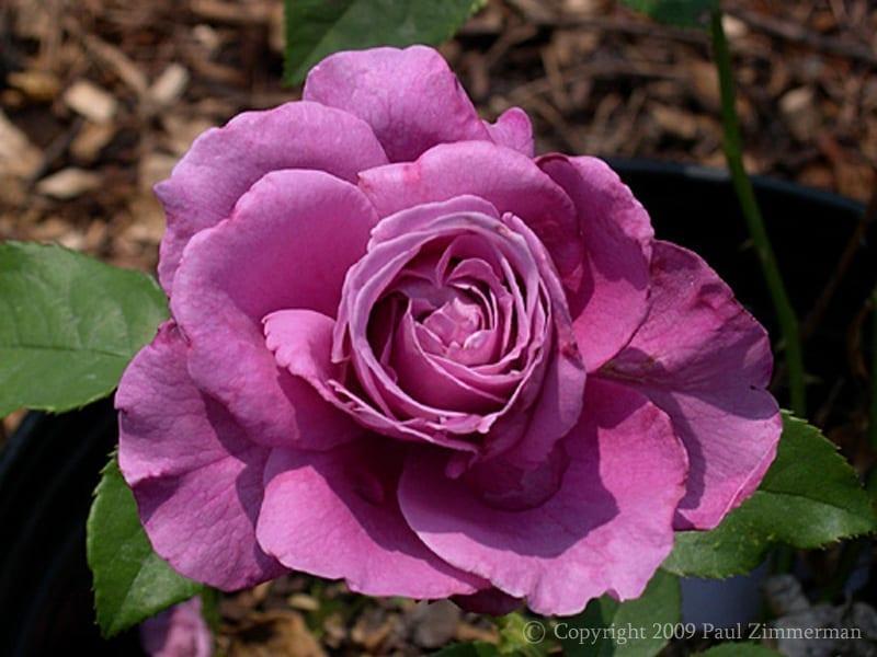 Rosa 'Heirloom' 