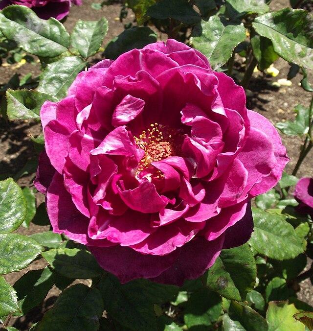 Rosa 'Intrigue' 