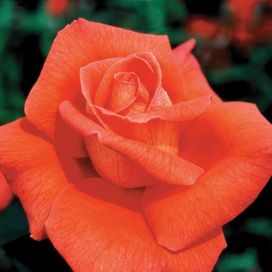 Rosa 'Voodoo' 