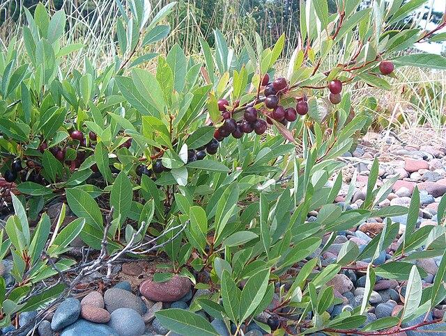 Prunus pumila - Sand Cherry 