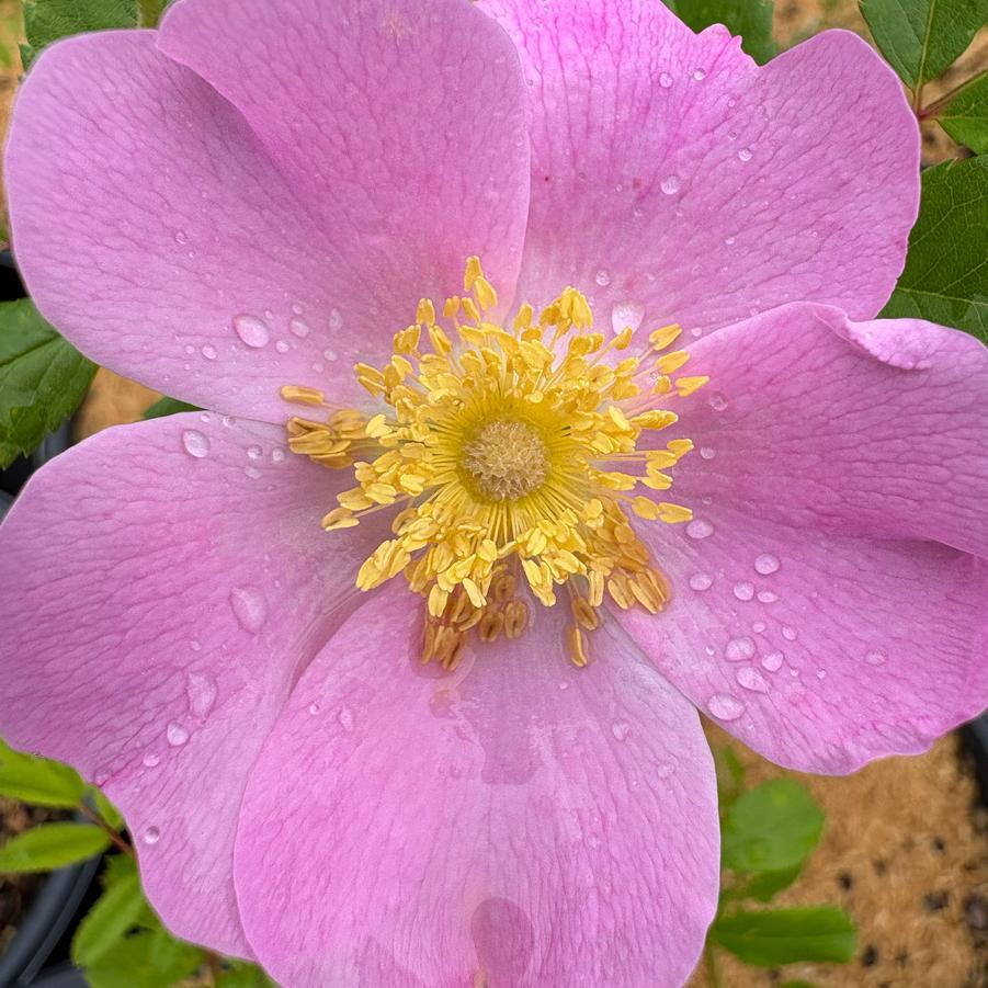 Rosa setigera 
