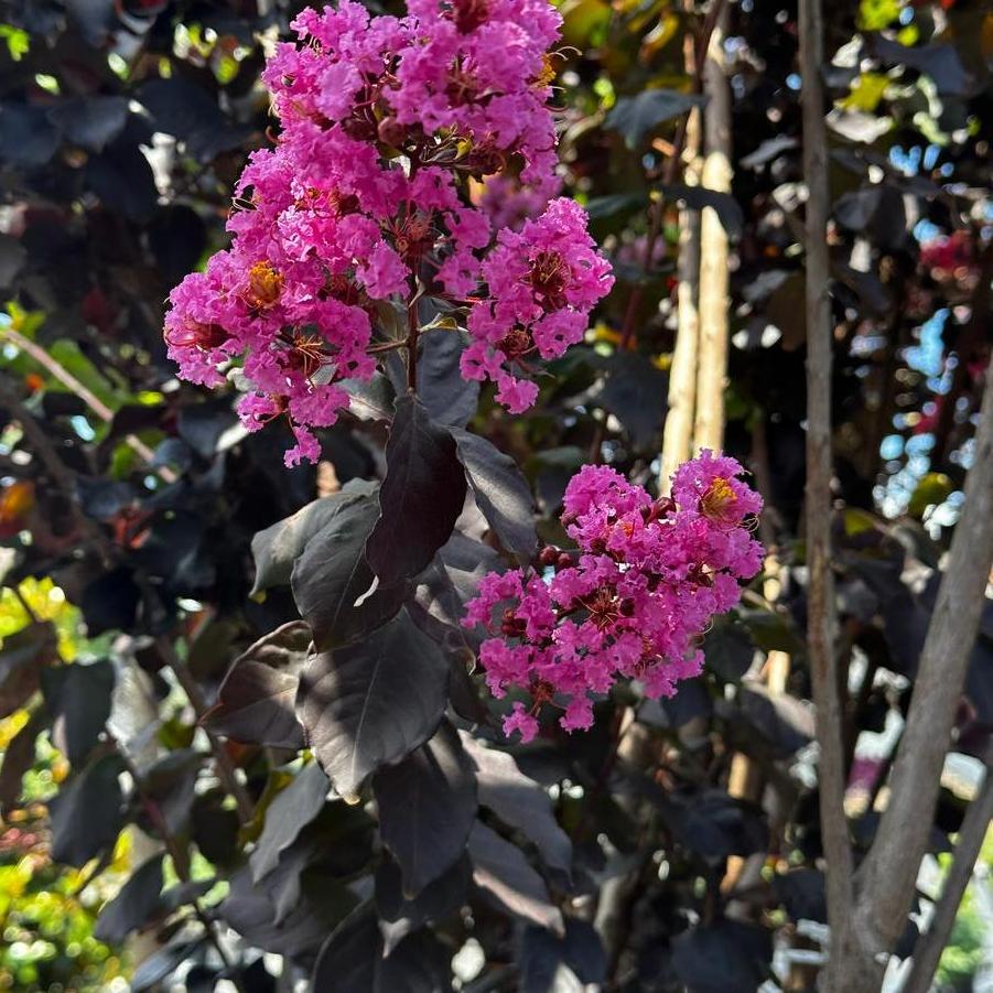 Lagerstroemia 'Thunderstruck™ Lavender Skies™' - Crapemyrtle from Pleasant Run Nursery