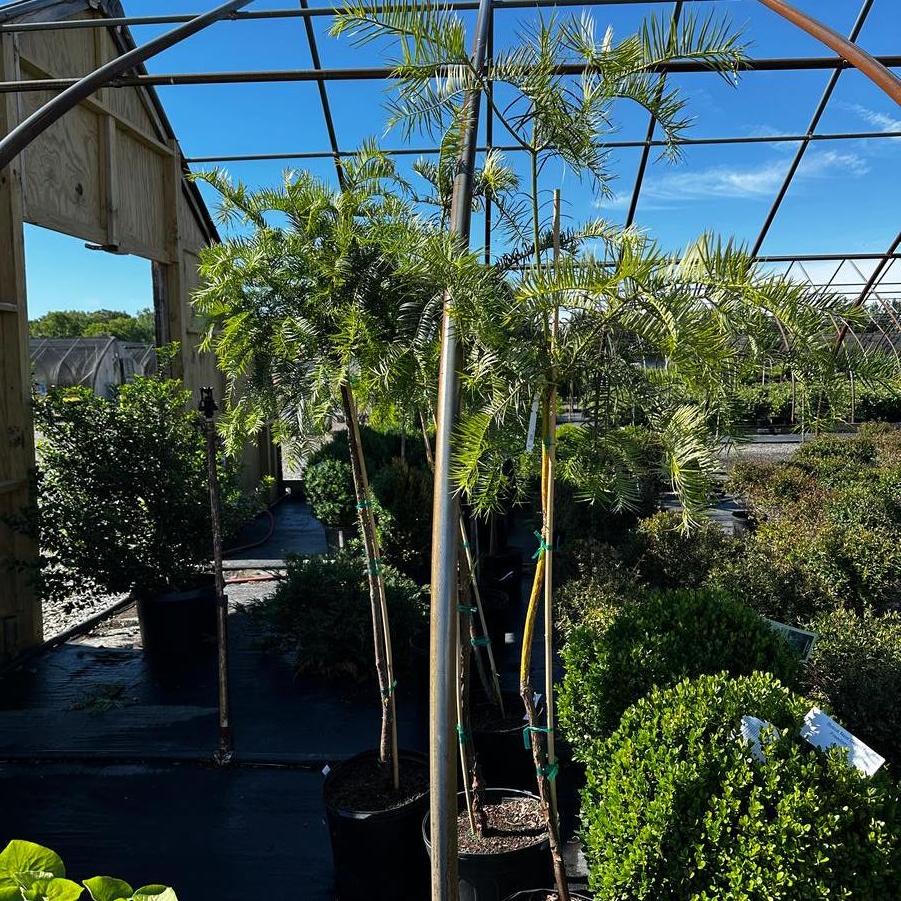 Cephalotaxus fortunii 