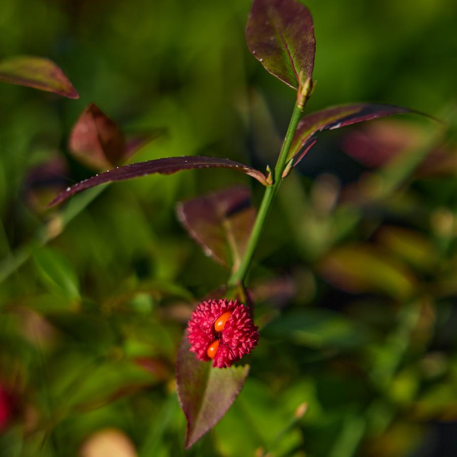 Euonymus americanus 