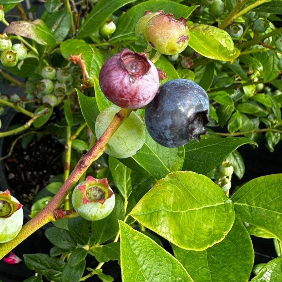 Vaccinium corymbosum Duke