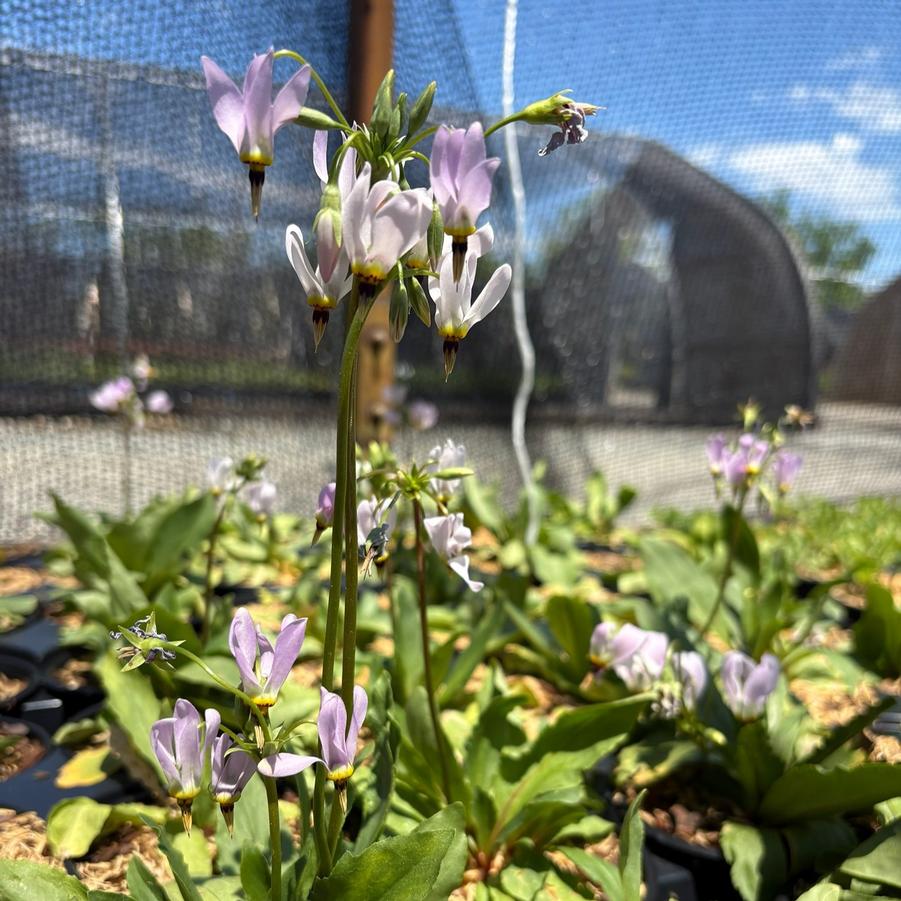 Dodecatheon meadia (syn. Primula meadia)