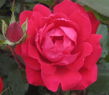 Rosa Double Knock Out®