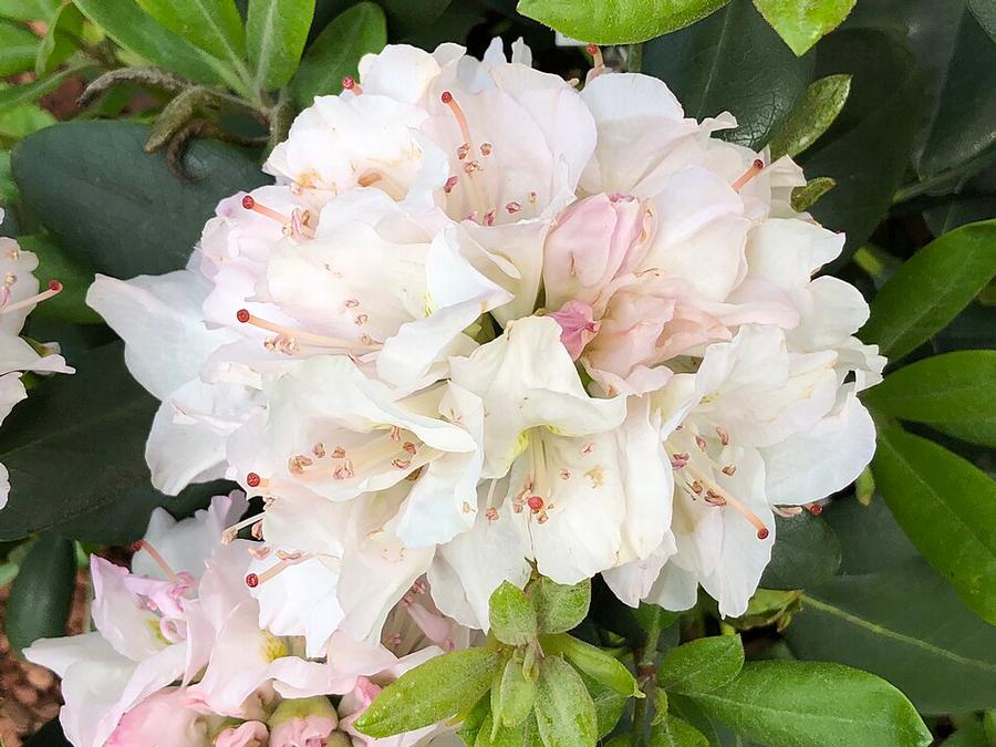 Rhododendron catawbiense 'Album' - Catawba Rhododendron 