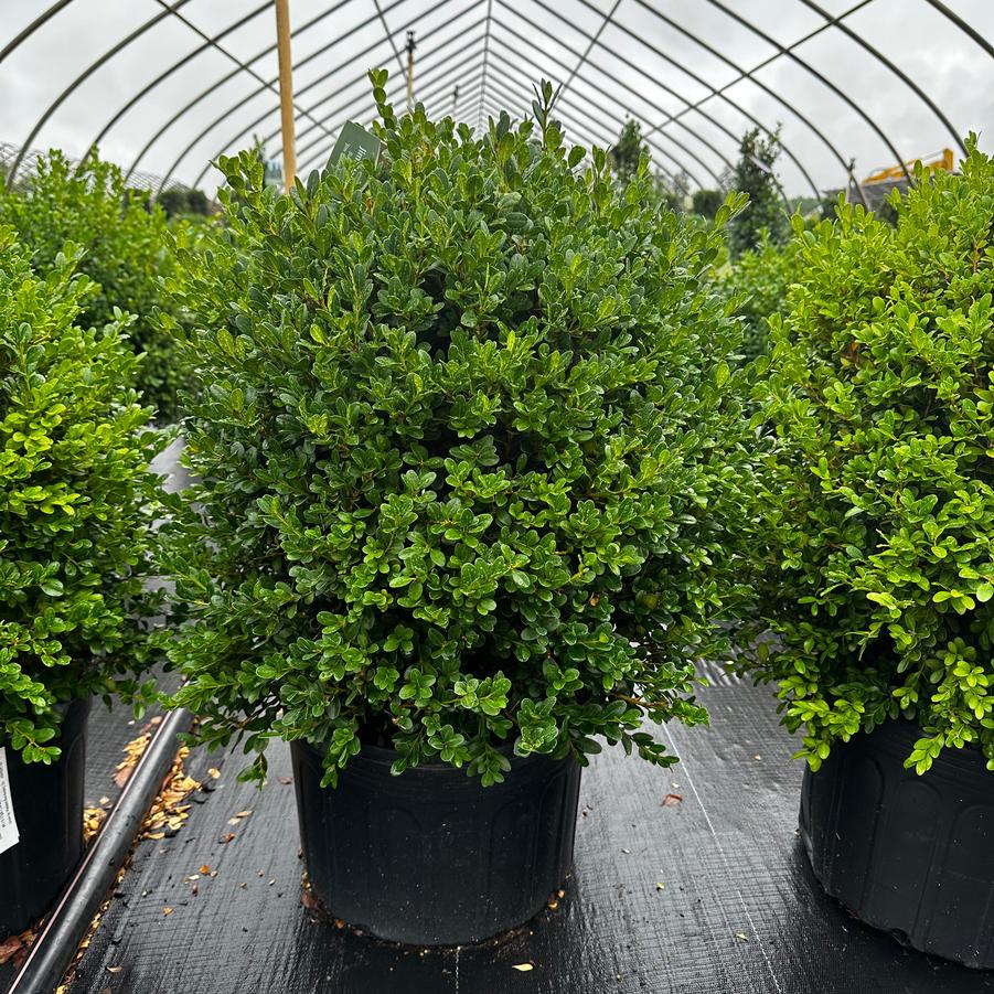 Buxus microphylla Jim Stauffer