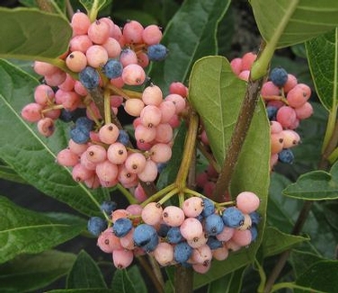 Viburnum nudum Brandywine&trade;