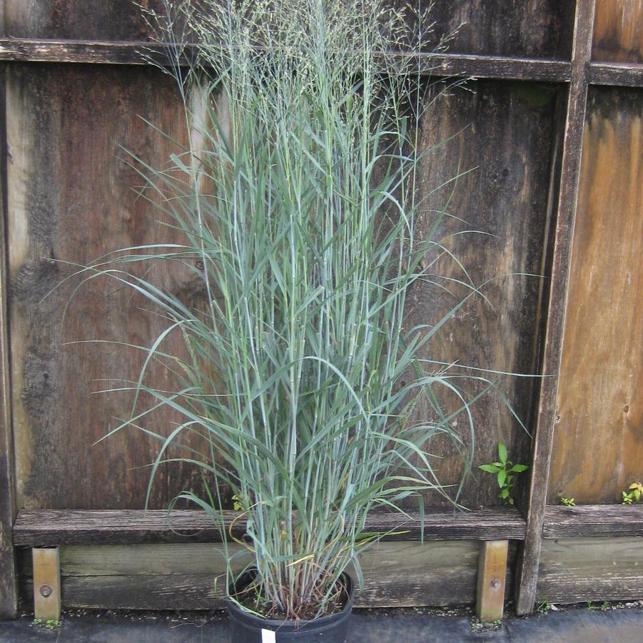 Panicum virgatum 'Heavy Metal' 