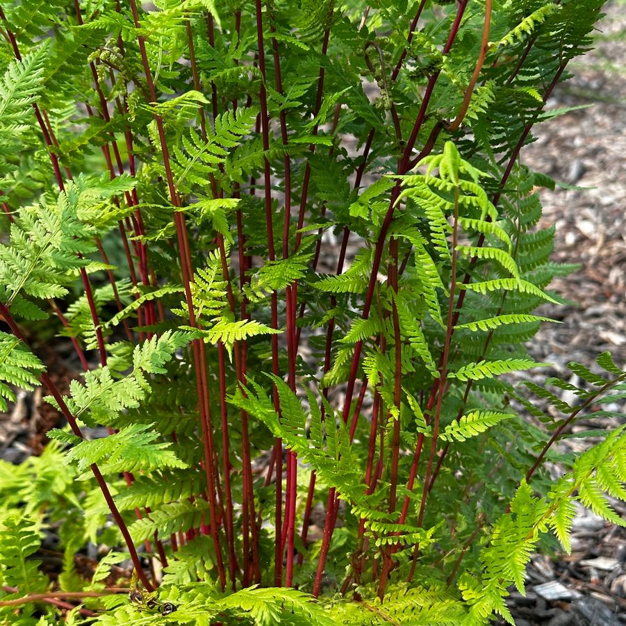 Athyrium filix-femina 'Lady In Red' - Lady Fern