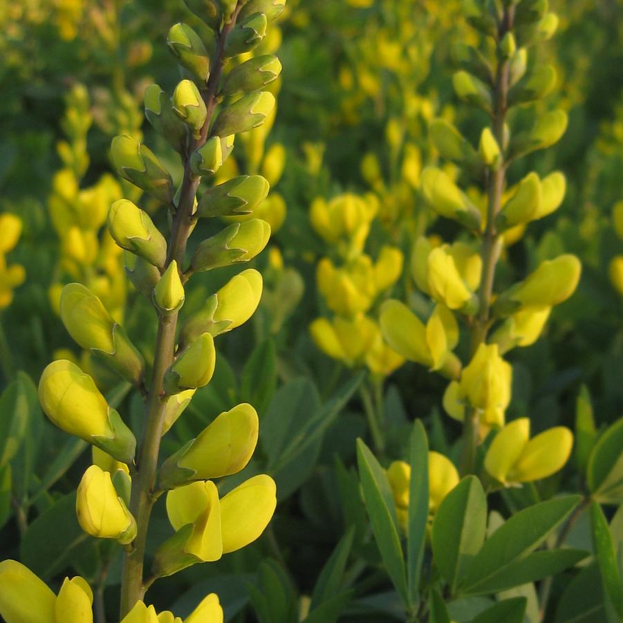 Baptisia sphaerocarpa - Yellow Wild Indigo from Pleasant Run Nursery