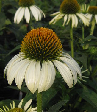 Echinacea purpurea White Swan 
