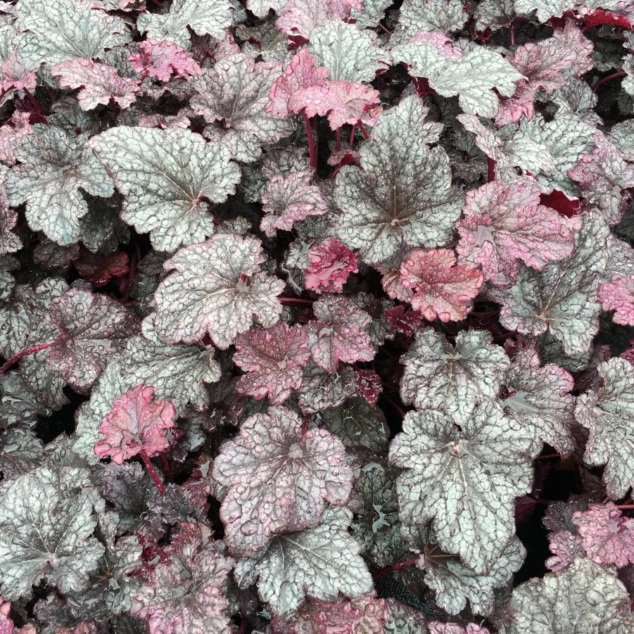 Heuchera x Plum Pudding 
