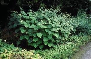 Kirengeshoma palmata 