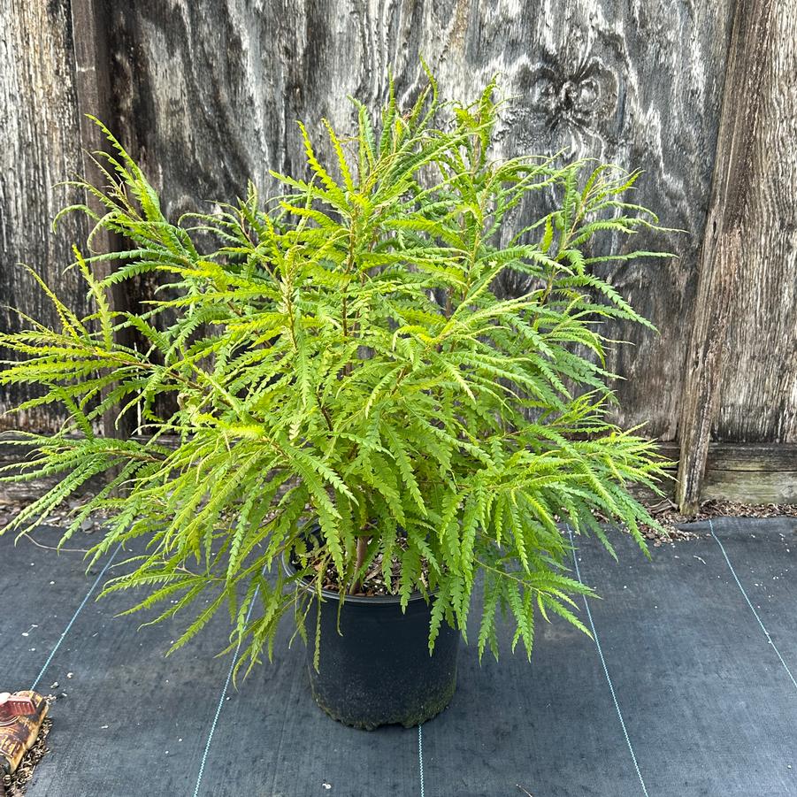 Comptonia peregrina - Sweetfern from Pleasant Run Nursery