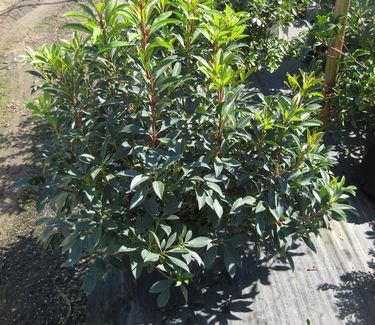 Kalmia latifolia 'Nipmuck' - Mountain Laurel 