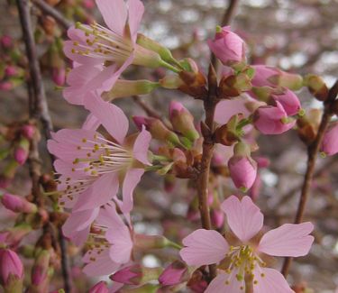Prunus x Okame - Okame Cherry 