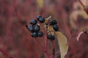 Cornus sanguinea 'Midwinter Fire'