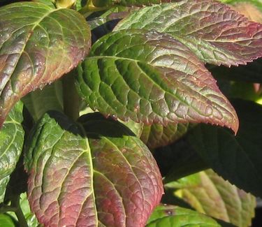 Hydrangea macrophylla Endless Summer® 'Blushing Bride' (Fall color)