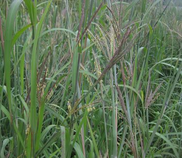 Andropogon gerardii - Big Bluestem