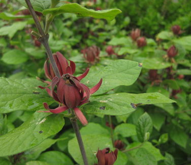 Calycanthus floridus Edith Wilder