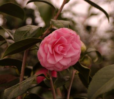 Camellia x April Pink 