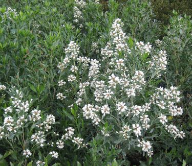 Baccharis halimifolia 